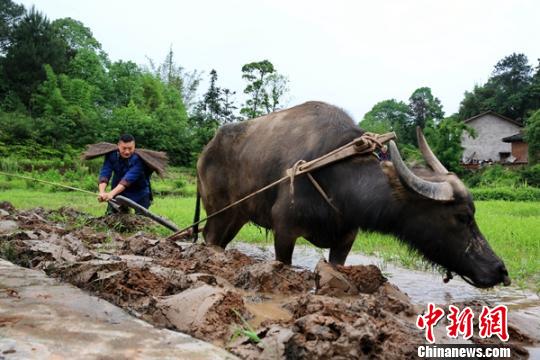 探访四川泸州薅秧山歌